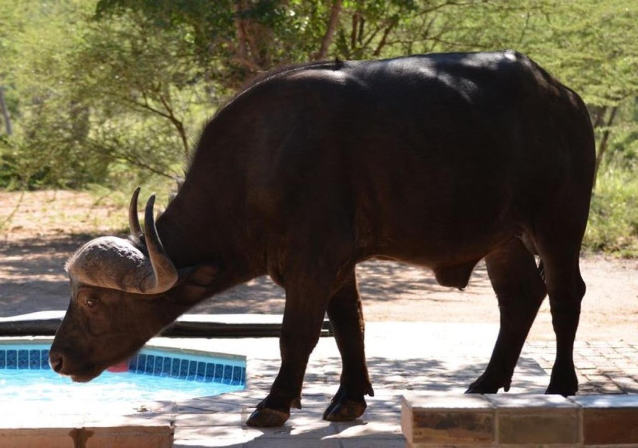 Twiga Lodge Mabalingwe Bela-Bela Ngoại thất bức ảnh