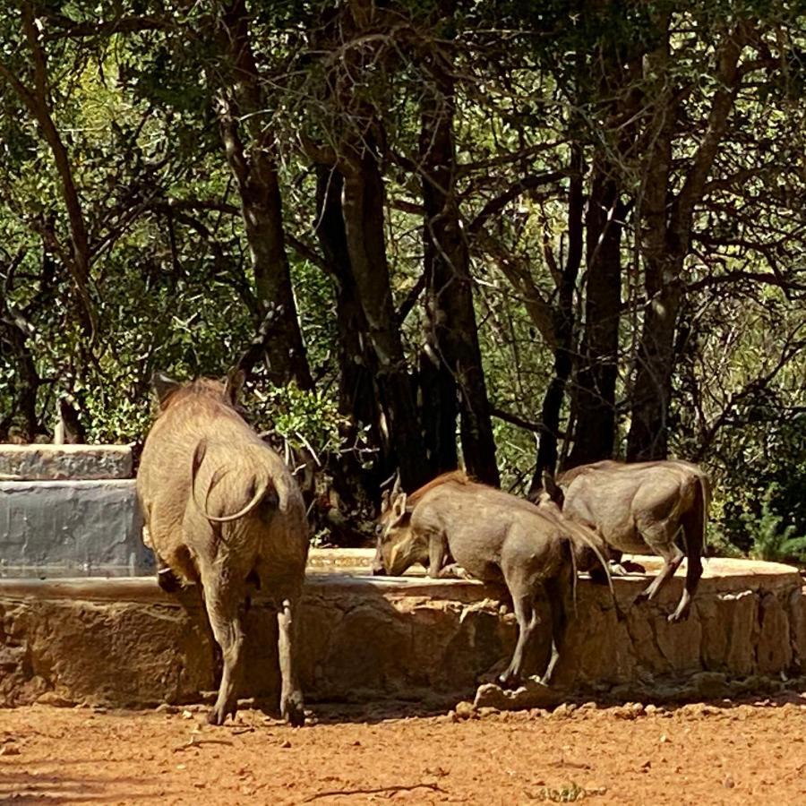 Twiga Lodge Mabalingwe Bela-Bela Ngoại thất bức ảnh